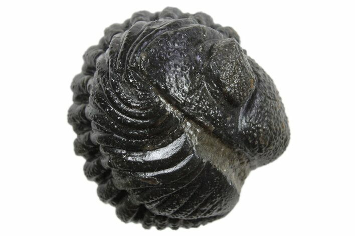 Wide Enrolled Morocops Trilobite - Morocco #296622